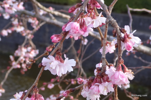 写真：咲き始めた天童市役所そばの四季桜（十月桜）