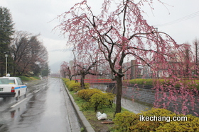 写真：色づき始めた倉津川のしだれ桜