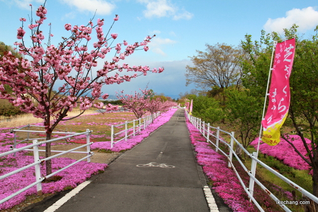 写真：サイクリングロード（立谷川の芝桜）