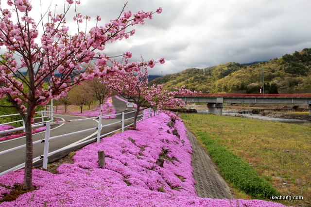 写真：芝桜と大森赤石橋（立谷川の芝桜）