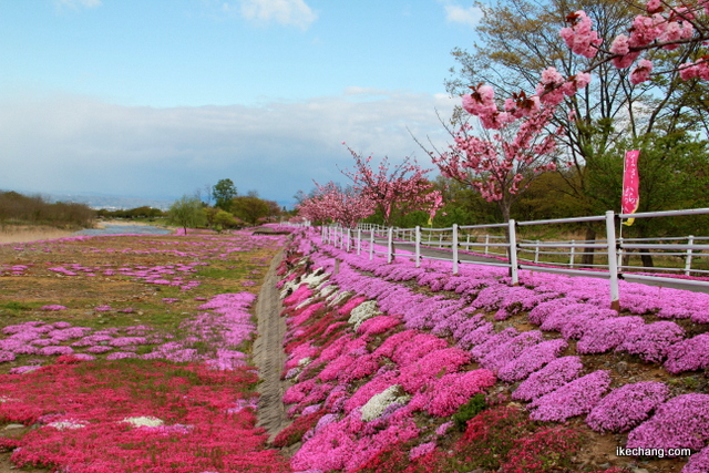 写真：河川敷に植えられた芝桜（立谷川の芝桜）