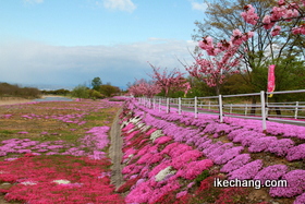 写真：河川敷に植えられた芝桜（立谷川の芝桜）