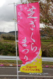 写真：芝ざくらまつりのノボリ旗（立谷川の芝桜）