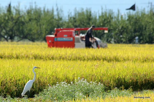 写真：天童市高擶地域での稲刈りと白鷺