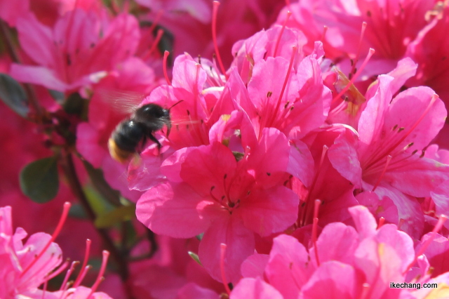 写真：つつじの蜜を集める蜂