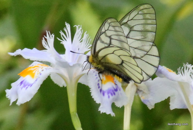 写真：クリンソウにとまる蝶