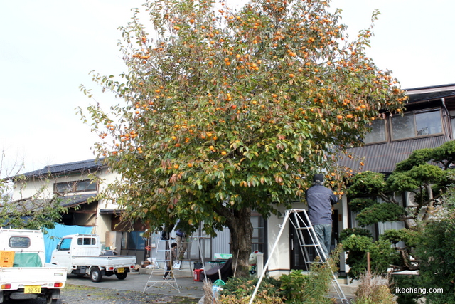 写真：玄関先にある柿の木（干し柿づくり）