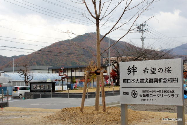 写真：東日本大震災復興祈念で天童東ロータリークラブが植樹した桜
