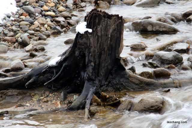 写真：化石化した針葉樹の幹（立谷川の埋没林）