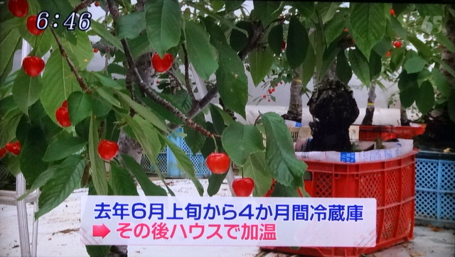 写真：赤い実をつけたさくらんぼの木（news every.より）