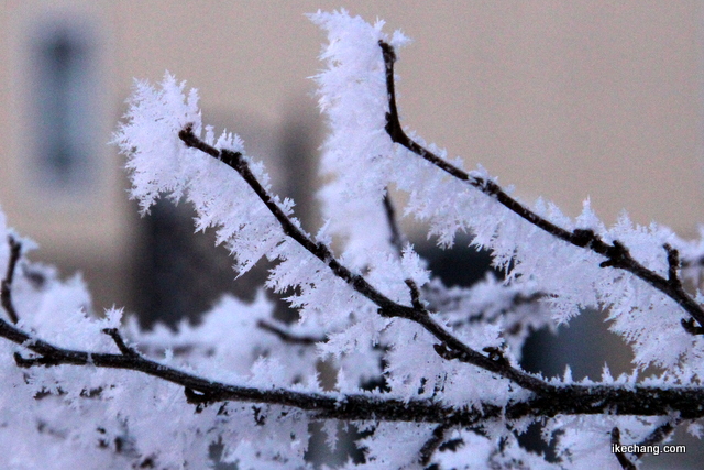 写真：木々から伸びた霧氷の氷の結晶