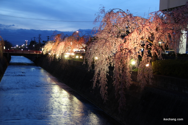 写真：川面に映るしだれ桜のライトアップ