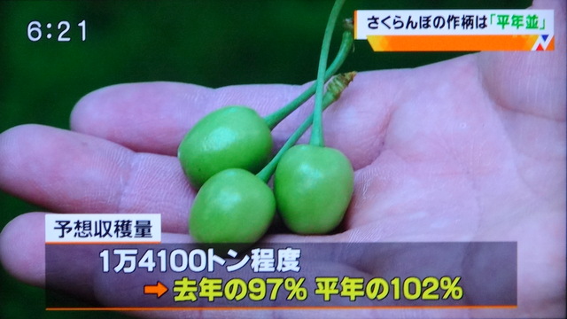 写真：さくらんぼの予想収穫量（TUYニュースより）