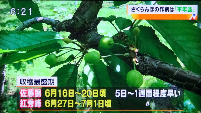 写真：さくらんぼの収穫最盛期（TUYニュースより）