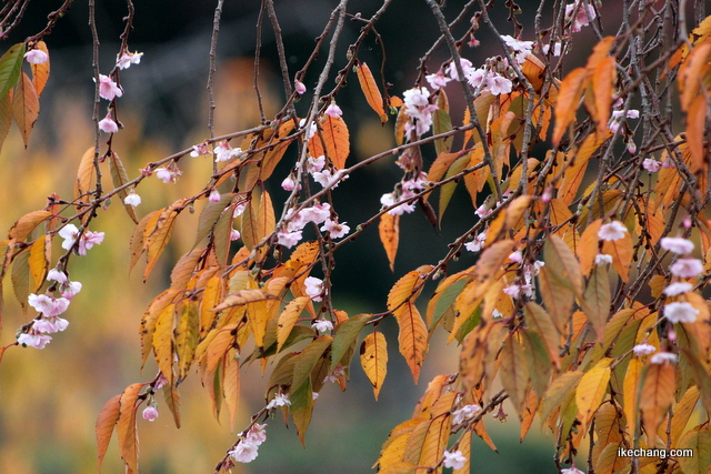 写真：四季桜の花と枯葉