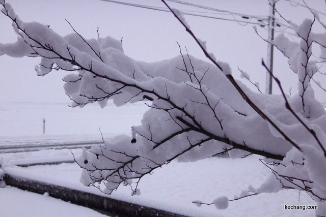 写真：庭木に積もった雪
