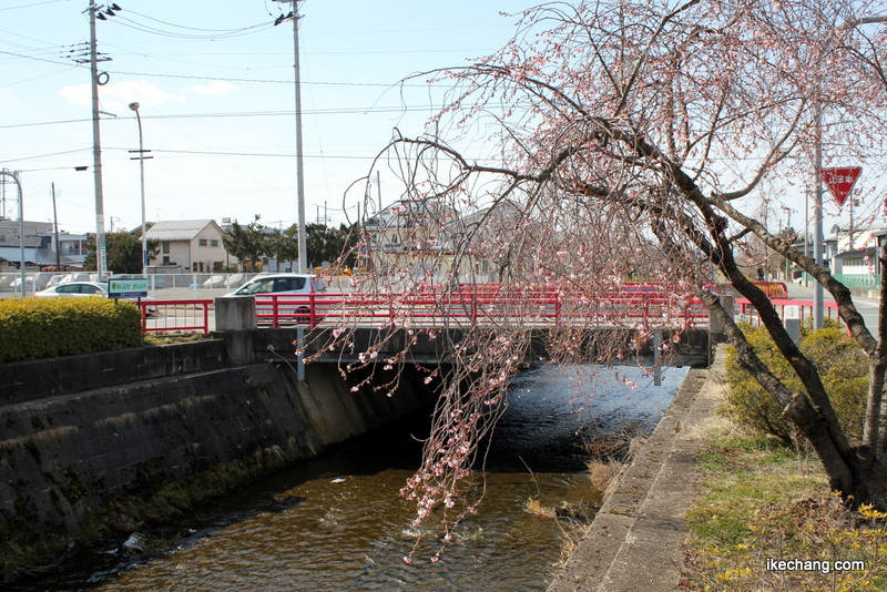 写真：咲き始めた天童市役所前の四季桜