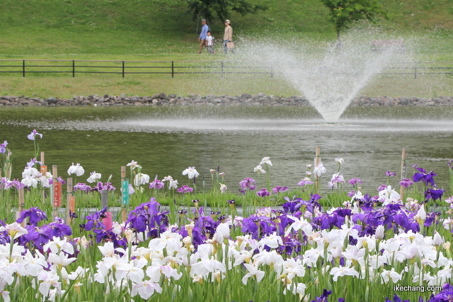写真：愛宕沼親水空間の花菖蒲
