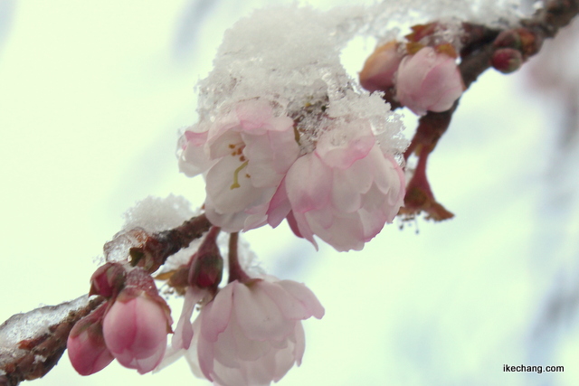 写真：雪をかぶった天童市役所前のシキザクラ