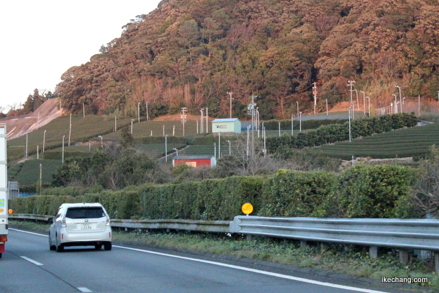 写真：東名高速道路沿いの茶畑（磐田×山形）