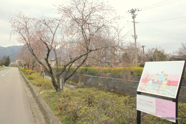 写真：「3月のライオン」オリジナルイラストのパネルと倉津川沿いのシキザクラ