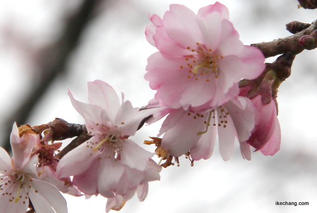 写真：ピンク色の花を咲かせる倉津川沿いのシキザクラ