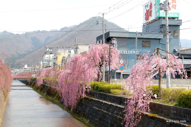 写真：倉津川のしだれ桜