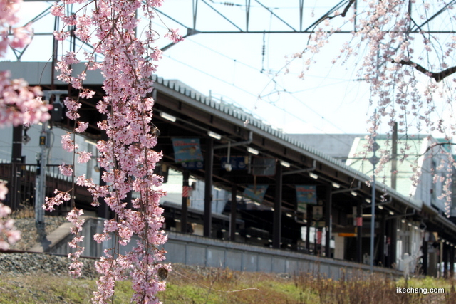 写真：しだれ桜の向こうに見えるJR天童駅