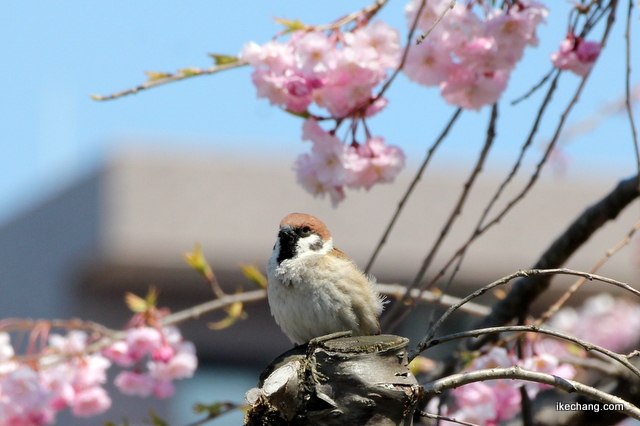 写真：しだれ桜にとまるスズメ