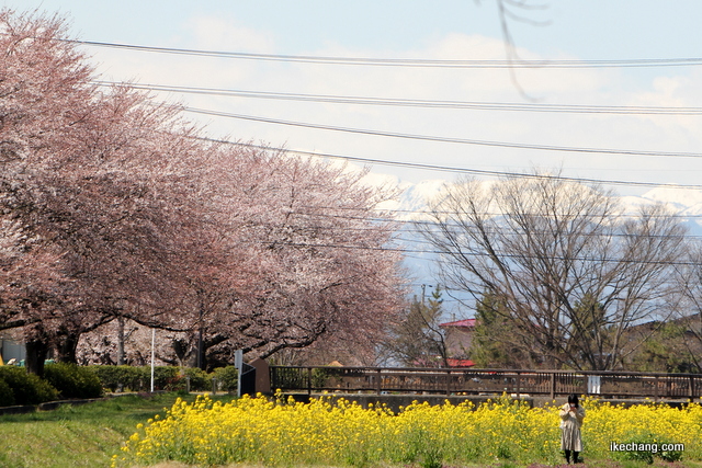 写真：咲き始めたソメイヨシノと菜の花
