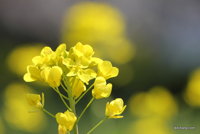 写真：河川敷に咲く菜の花