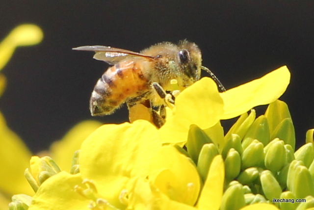 写真：菜の花にとまるミツバチ