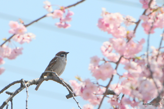 写真：桜を愛でるスズメ