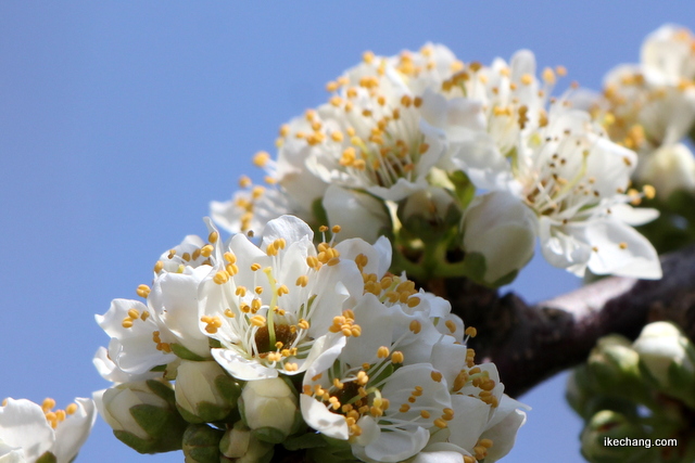 画像：果樹の花が咲き始めました