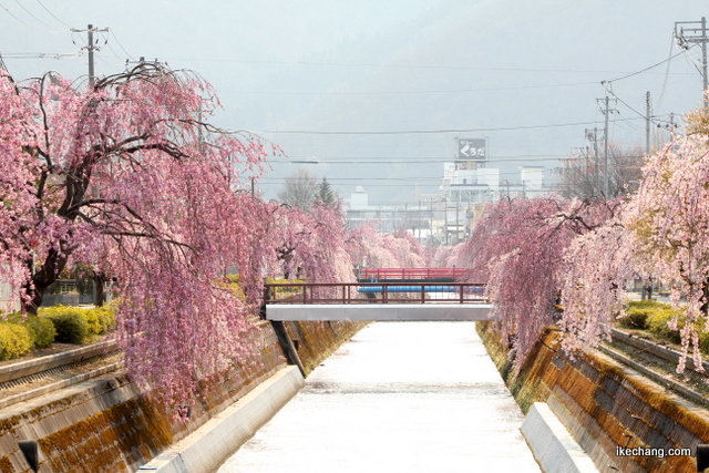 写真：見頃を迎えた倉津川のしだれ桜