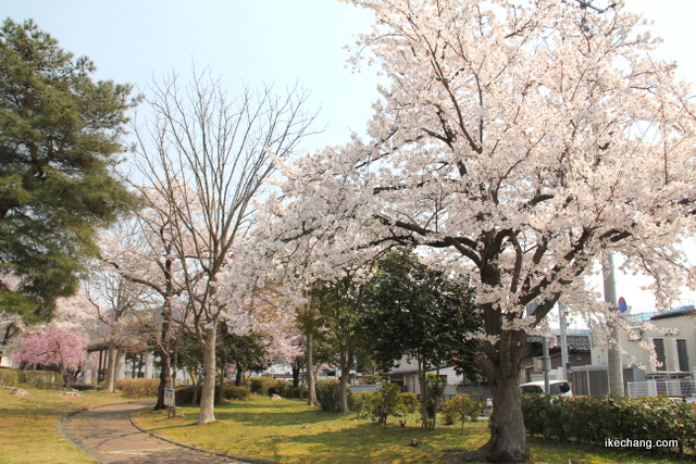 写真：桜が咲き誇る天童市役所前の中央公園