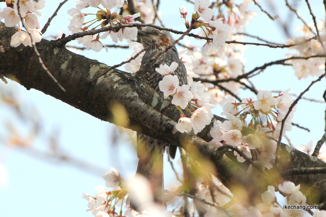 写真：花の蜜を吸いにやってきた野鳥