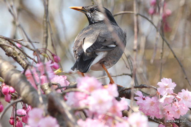 写真：花の蜜を吸いにやってきたムクドリ