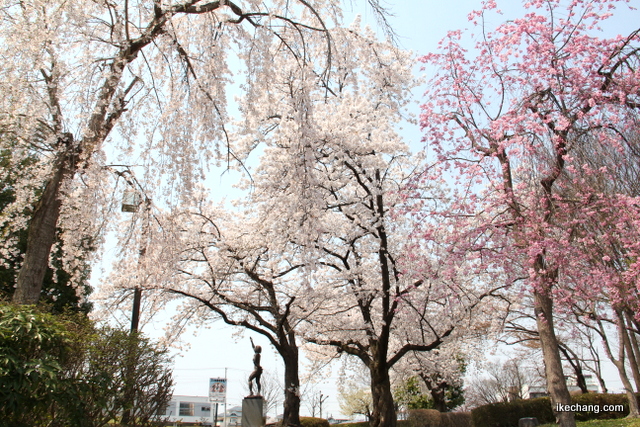 写真：中央公園のシダレザクラとソメイヨシノ