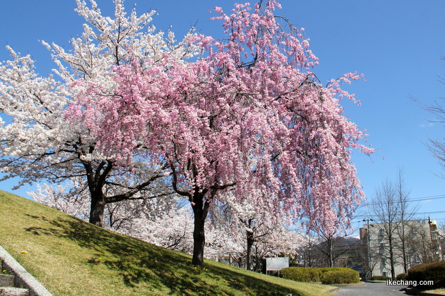 写真：駅西公園の桜