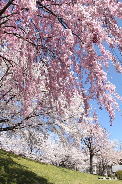 写真：駅西公園の桜