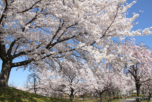 写真：駅西公園の桜