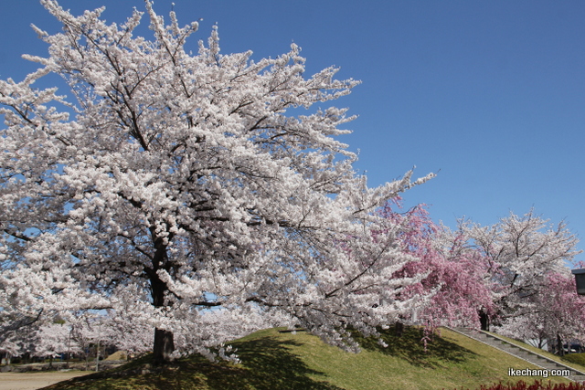 写真：駅西公園の桜