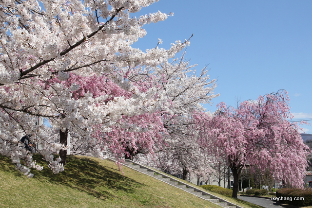 写真：駅西公園の桜