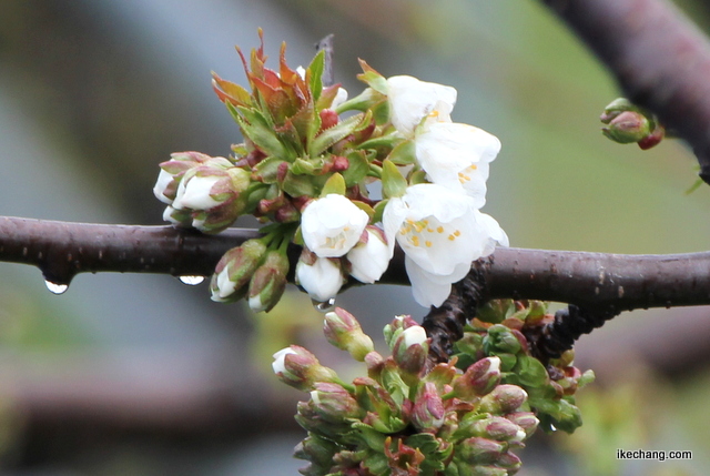 写真：咲き始めたさくらんぼの花