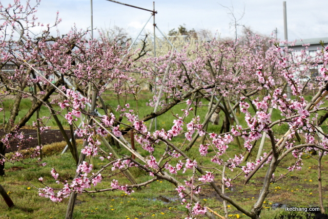 写真：ピンク色が濃くなってきた桃の畑