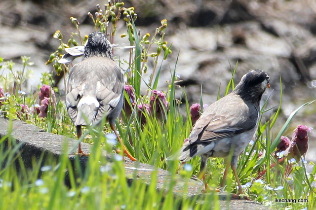 写真：ムクドリ（椋鳥）のつがい