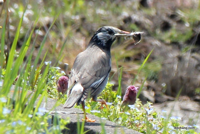 写真：巣の材料になる羽根をくわえたムクドリ（椋鳥）