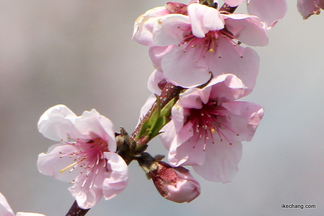 写真：咲き始めた桃の花