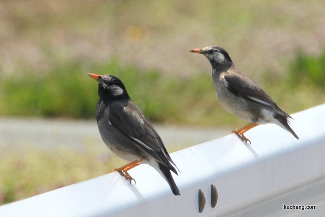 写真：ガードレールの上のムクドリ（椋鳥）のつがい